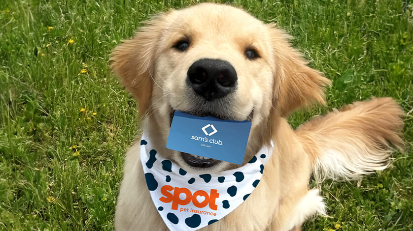 Does Sam’s Club Offer Pet Insurance for Dogs? Everything You Need to Know in 2026